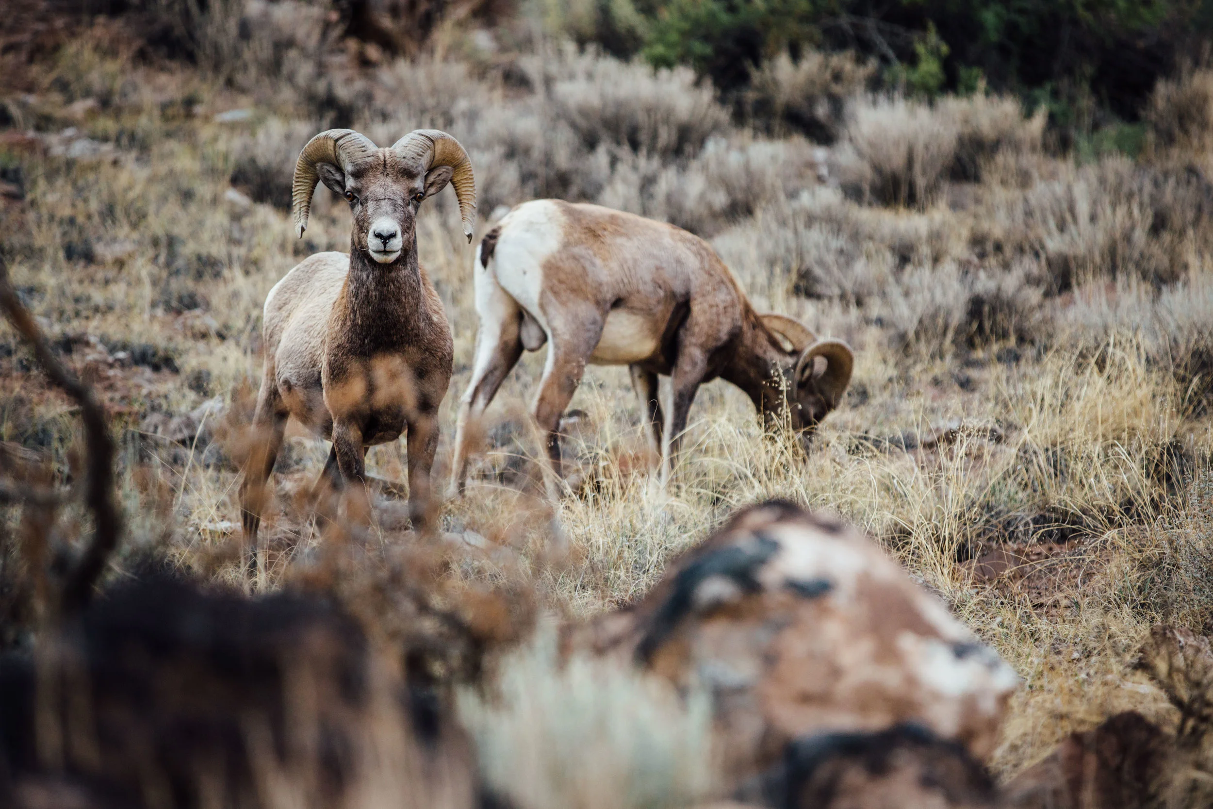Big horn sheep grazing nearby the road. 