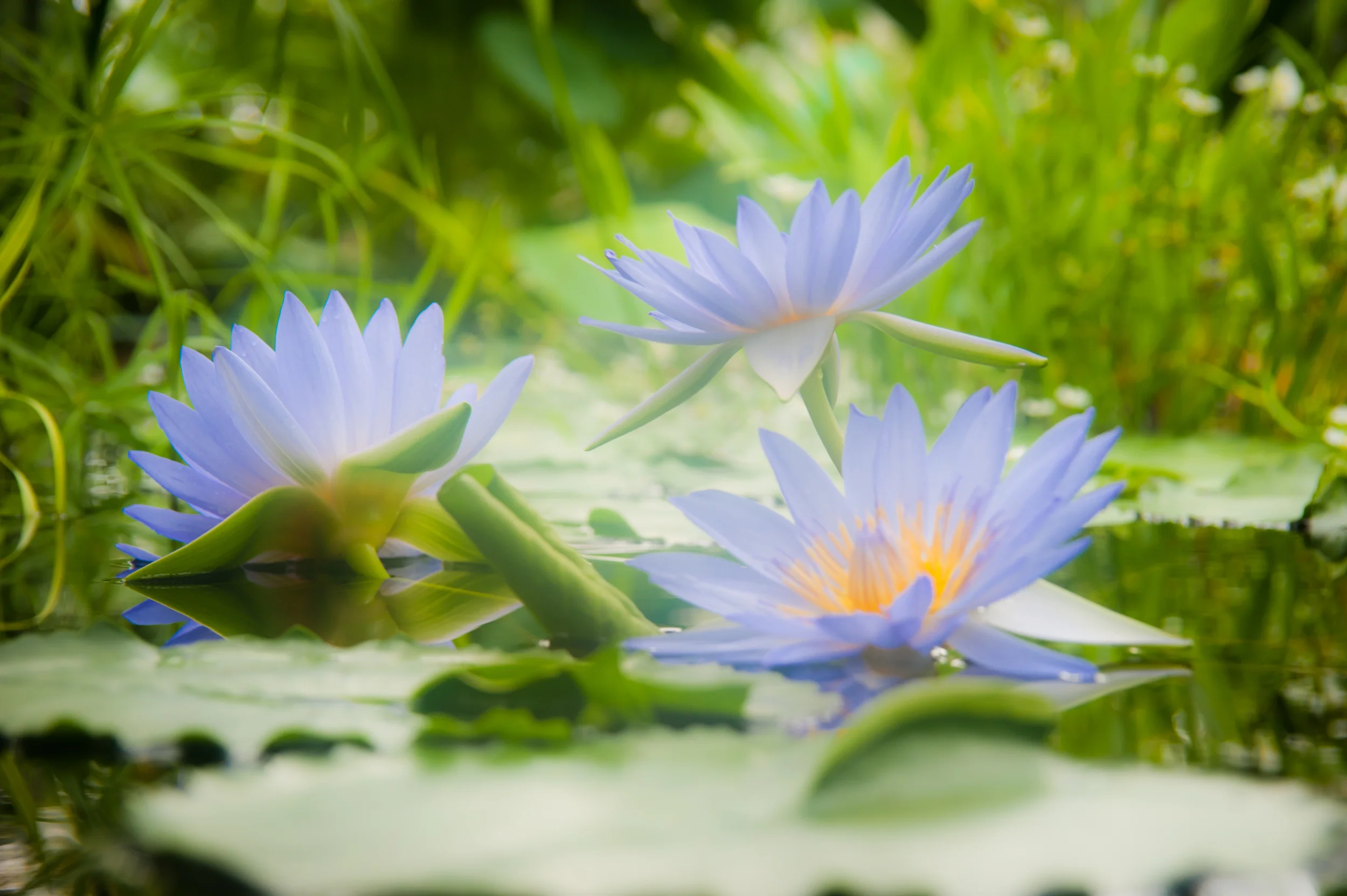 20110705-DSC_0093.jpg
