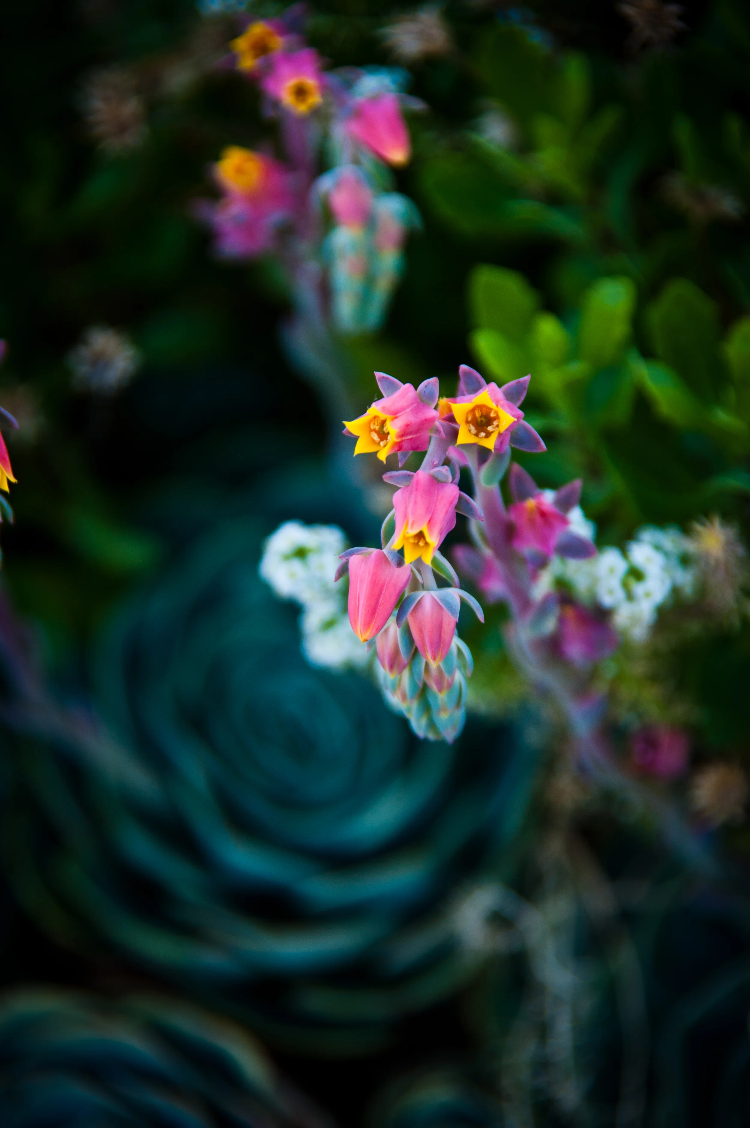20110701-DSC_9578.jpg