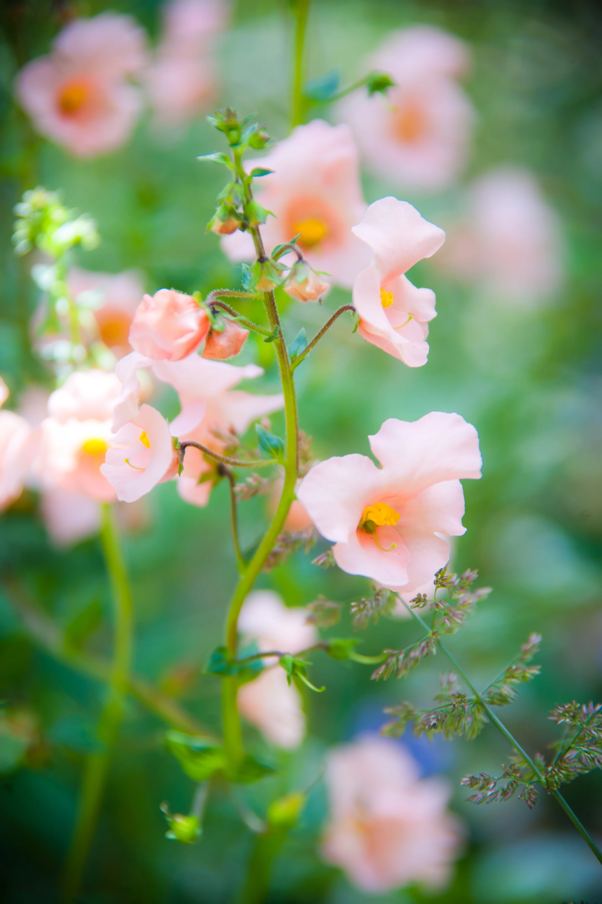 20110705-DSC_0193.jpg