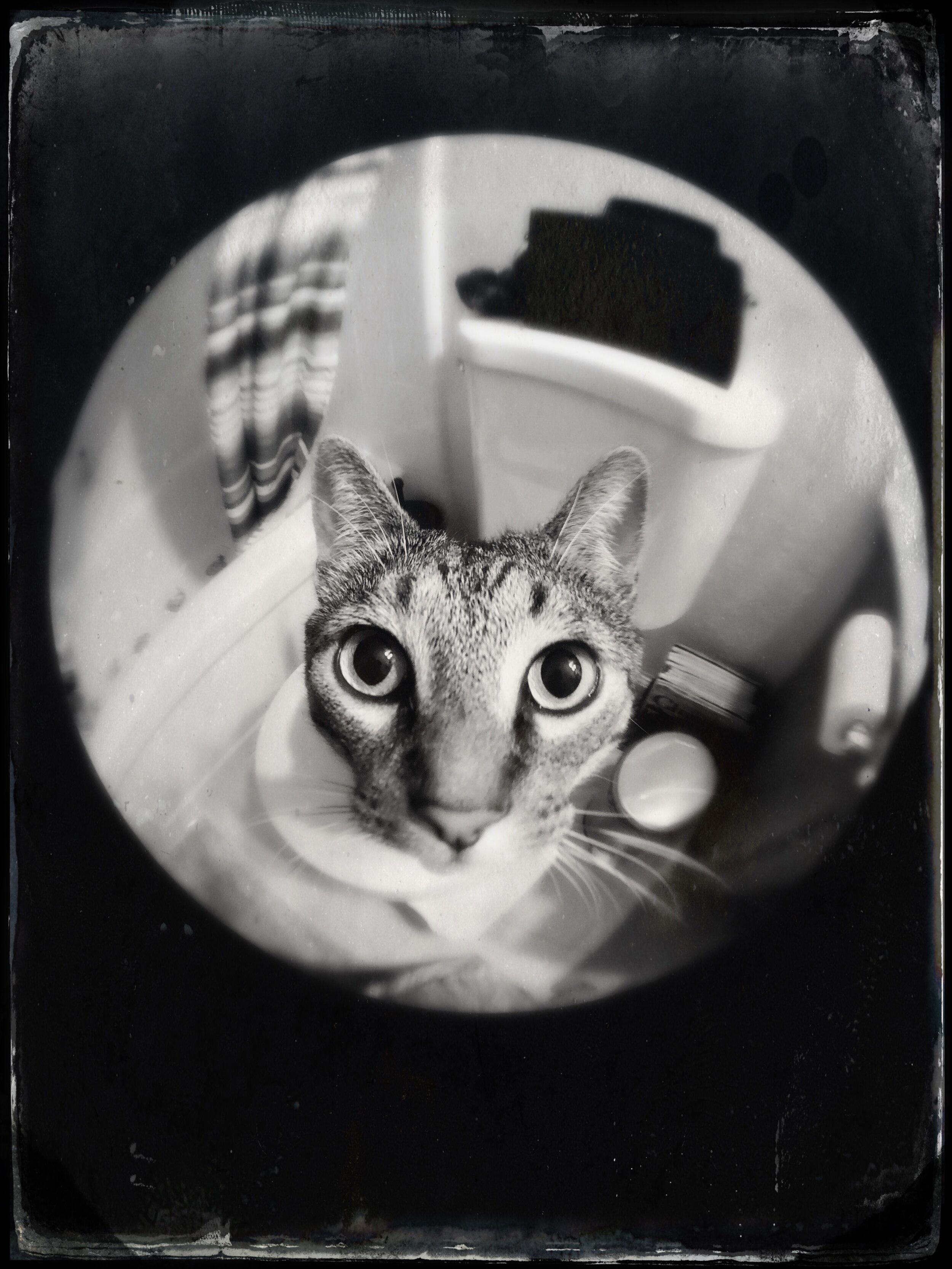 Fisheye Kitty