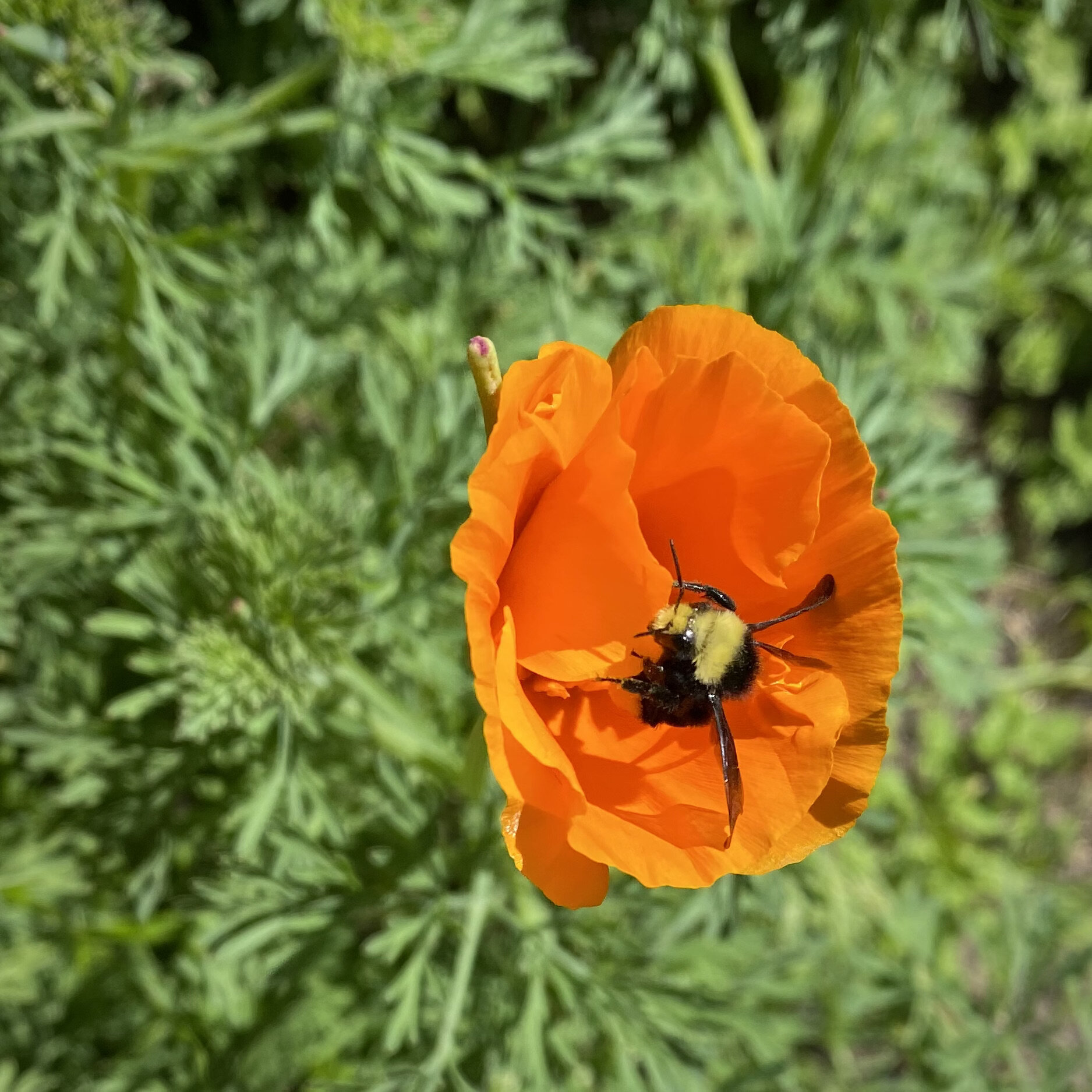 Bumble Foot