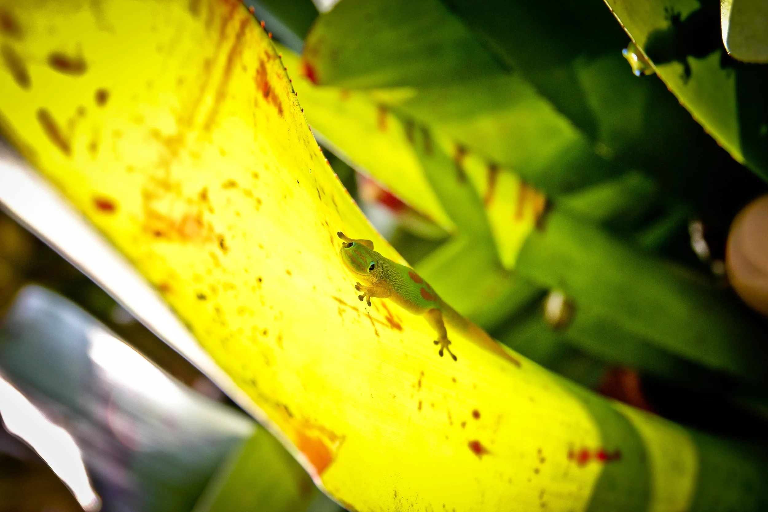 BioscapeHawaii-6704.jpg