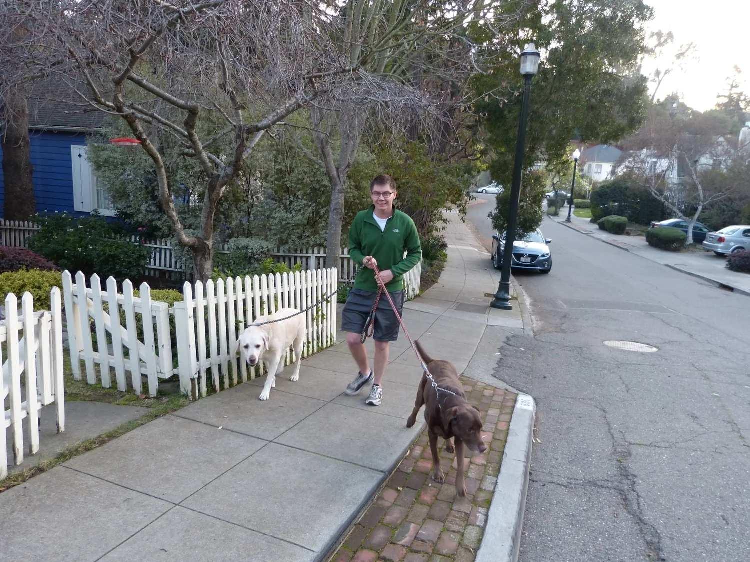 Dog Walkabout