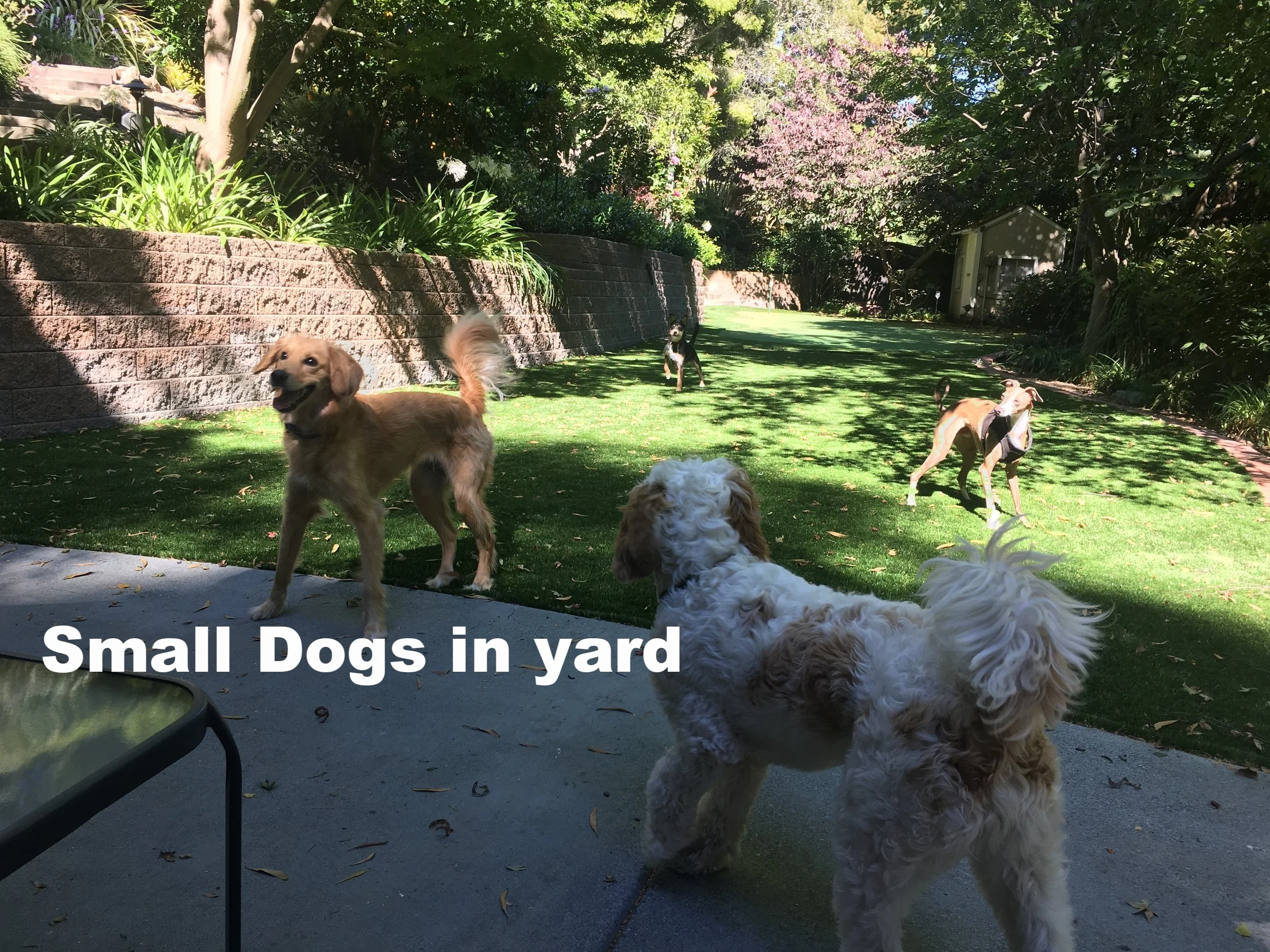 2017-7 Play group in yard.JPG