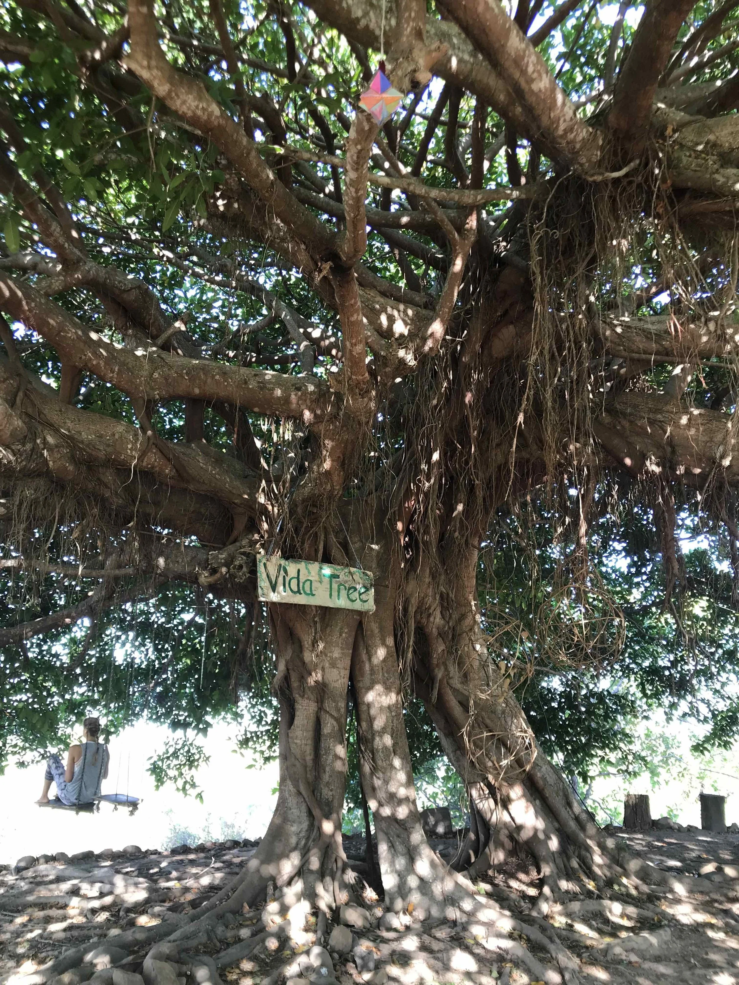 Vida Tree 2.jpg