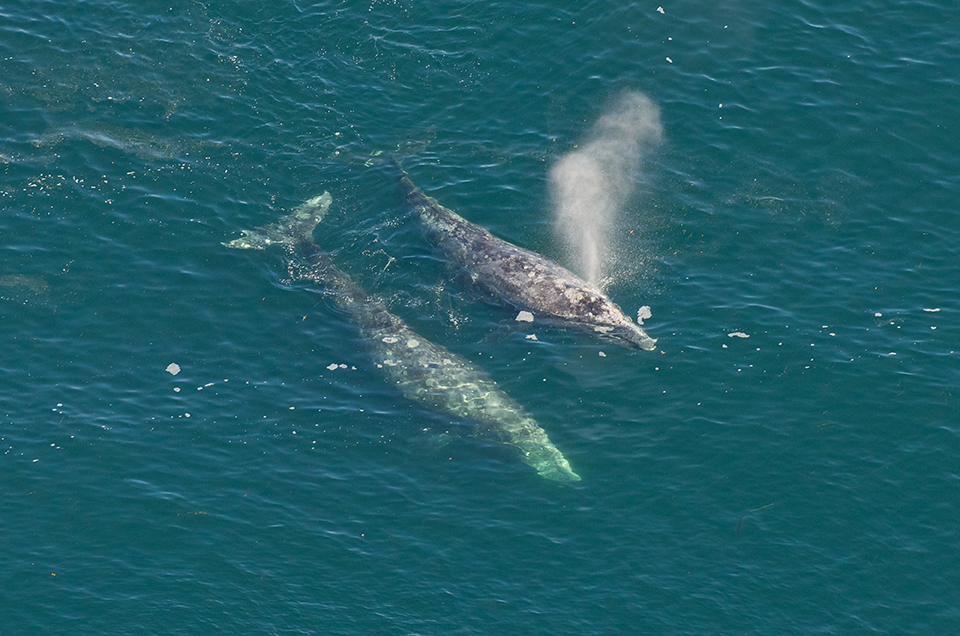 Whale Watching, Tofino, Plane, Adventure, Sea to Sky, Tours, Bear Watching, Nature, Ocean, Hot Springs