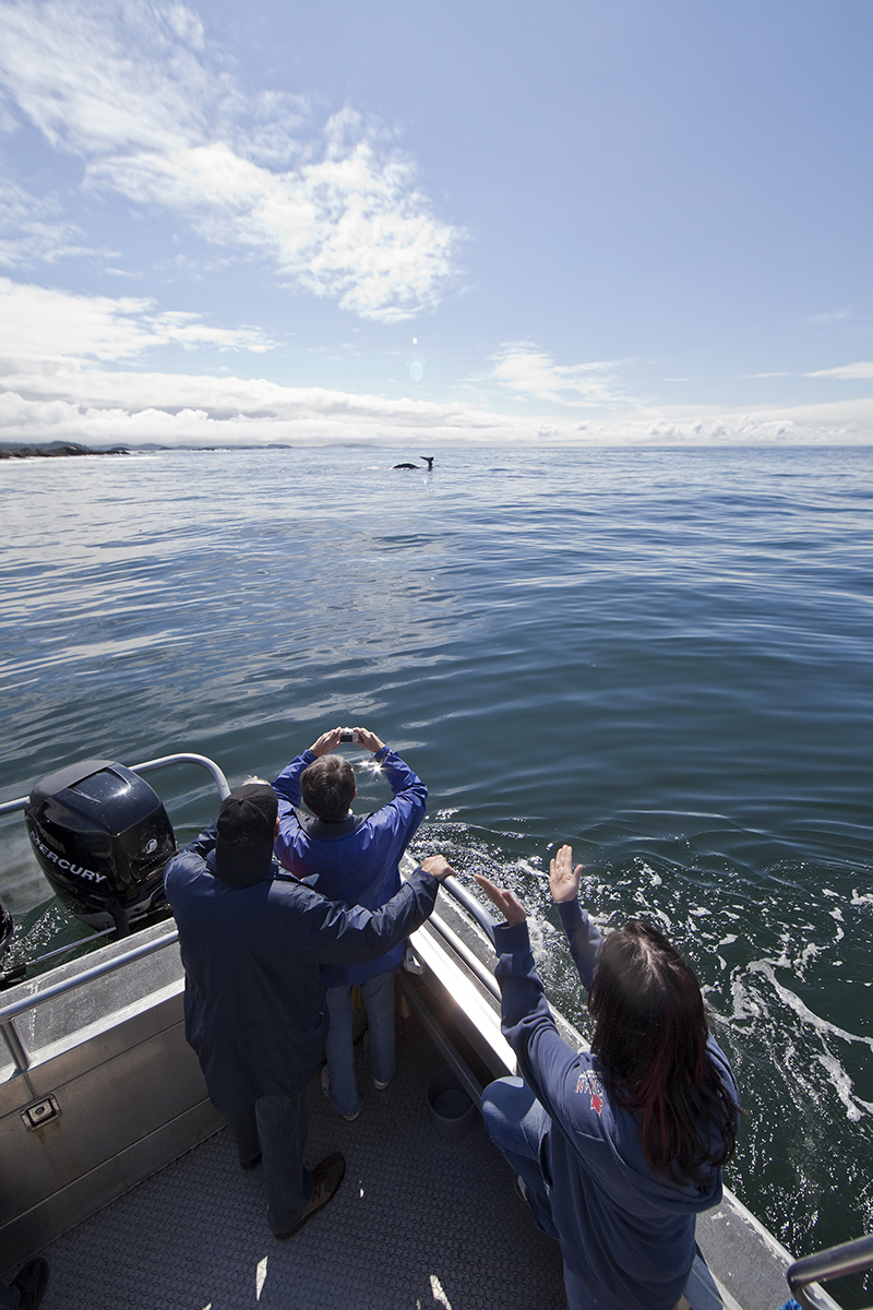 Whale Watching, Tofino, Bear Watching, Hot Springs Cove, Tours, Adventure, Gray Whales, Humpback Whales, Killer Whales, Orca Whales, Whales, Ocean, Nature, Covered Boat, Nature