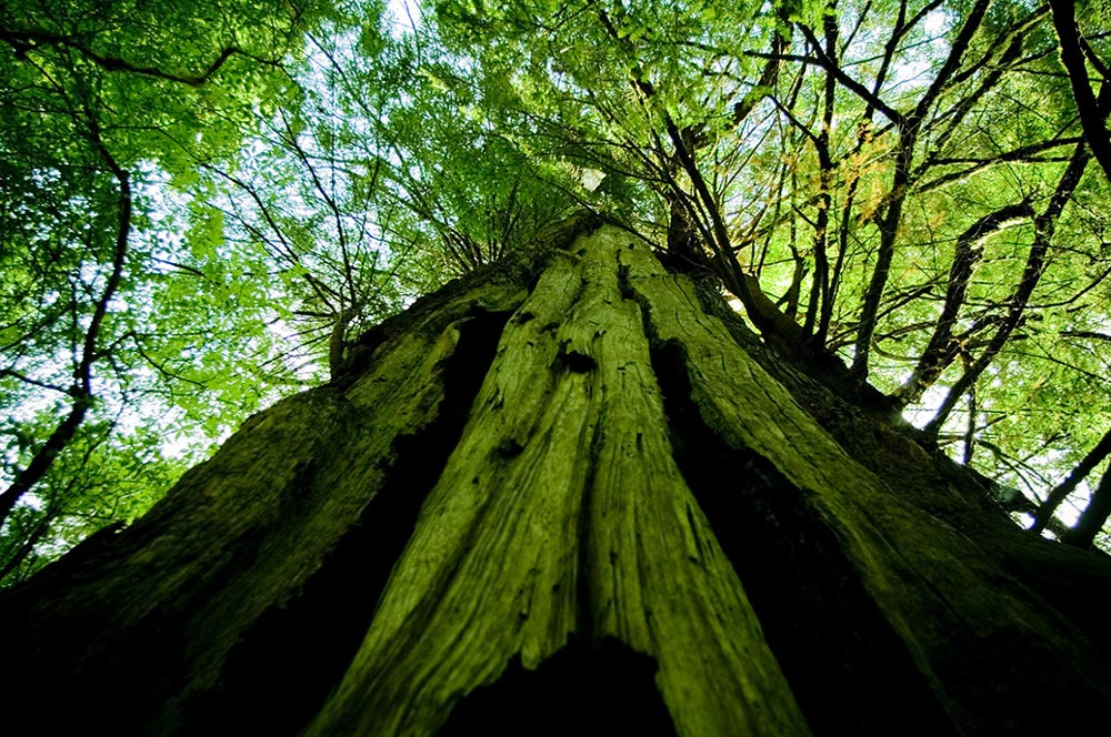 Meares Island Big Tree Tours from Tofino, BC on Vancouver Island.