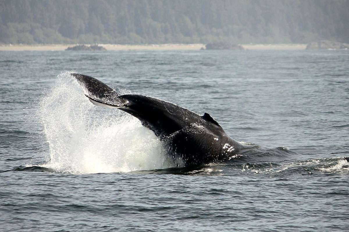 Humpback Whale in Tofino BC mid tail-lop!