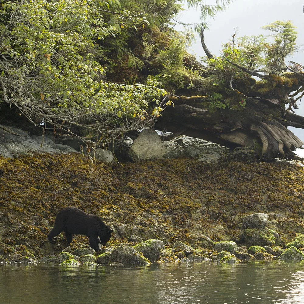 black-bears-tofino-bc.jpg