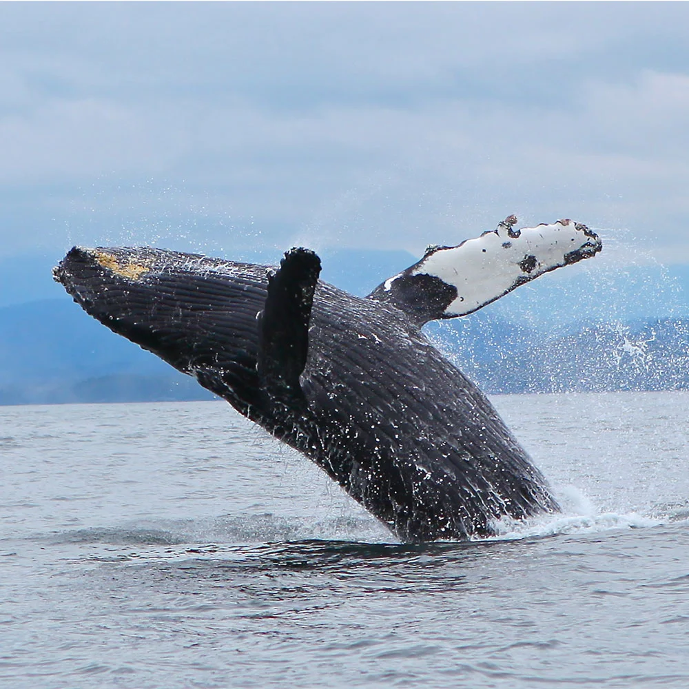 breaching-whale-west-coast-canada.jpg