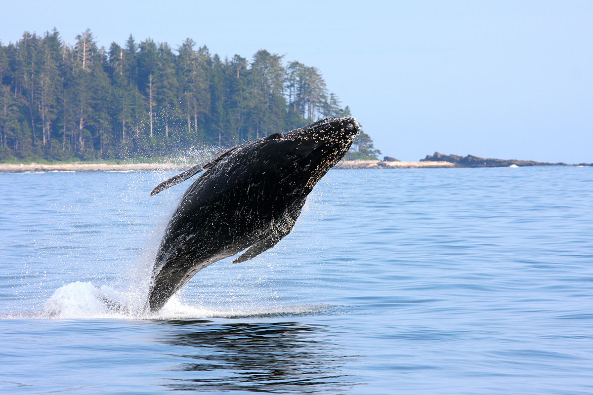 MJ, the famous Tofino humpback having some fun!