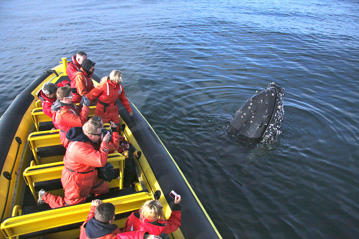 A rare and memorable moment, sometimes the whales are curious and approach us!