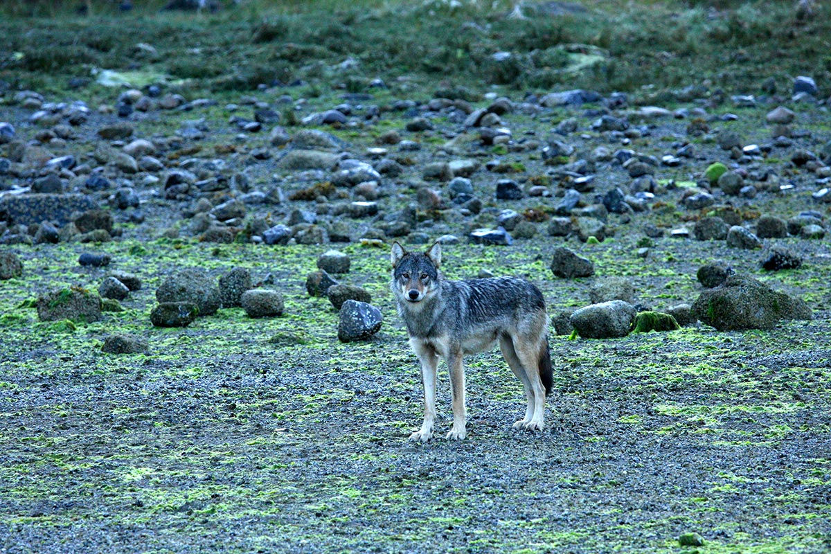 Not as common as seeing Black Bears, but sometimes we’re lucky and see Coastal Wolves in Clayoquot Sound.