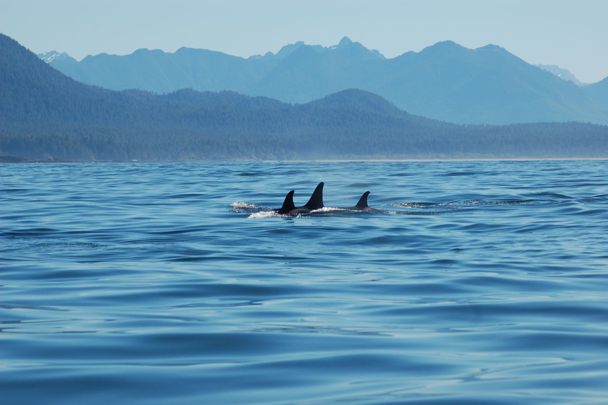 Transient Killer Whales in Tofino, BC.