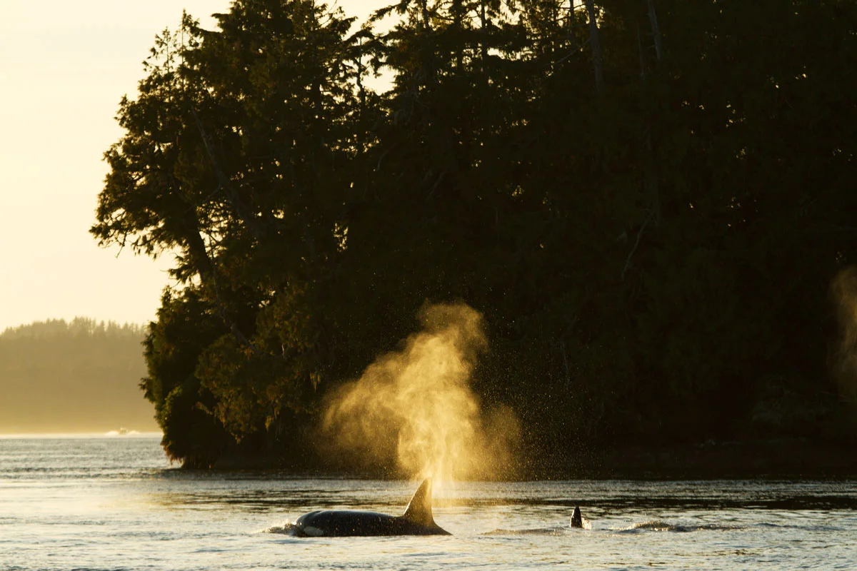 Transient Killer Whale off Vancouver Island Coast.