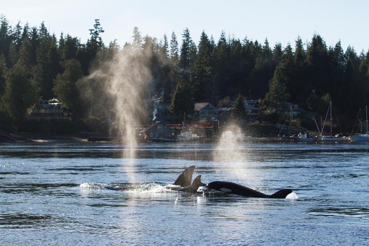 Transient Orca in Tofino Harbour.