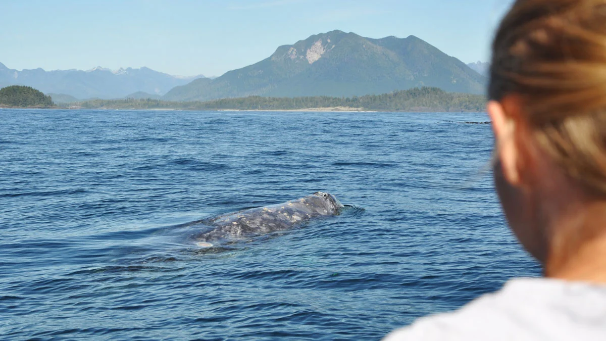 Migratory Gray Whale off the coast in Tofino, BC.