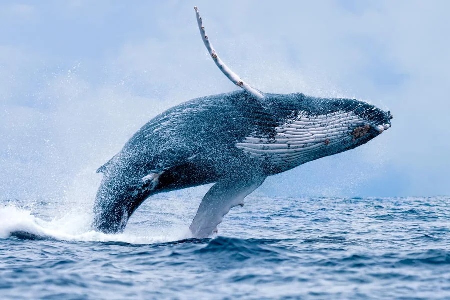 Humpback Whale Breaching off the Tofino Coast. Vancouver Island, BC.