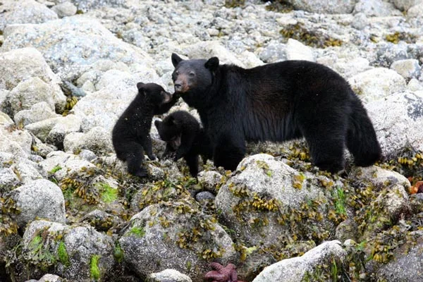 Black bear and her cubs in the intertidal zone. Tofino, BC.