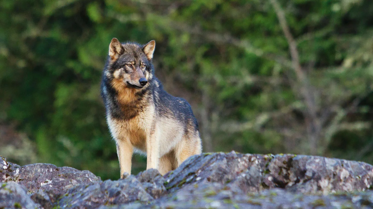 A wolf in the wild, photo by our guide and your photo instructor - Kyler Vos.