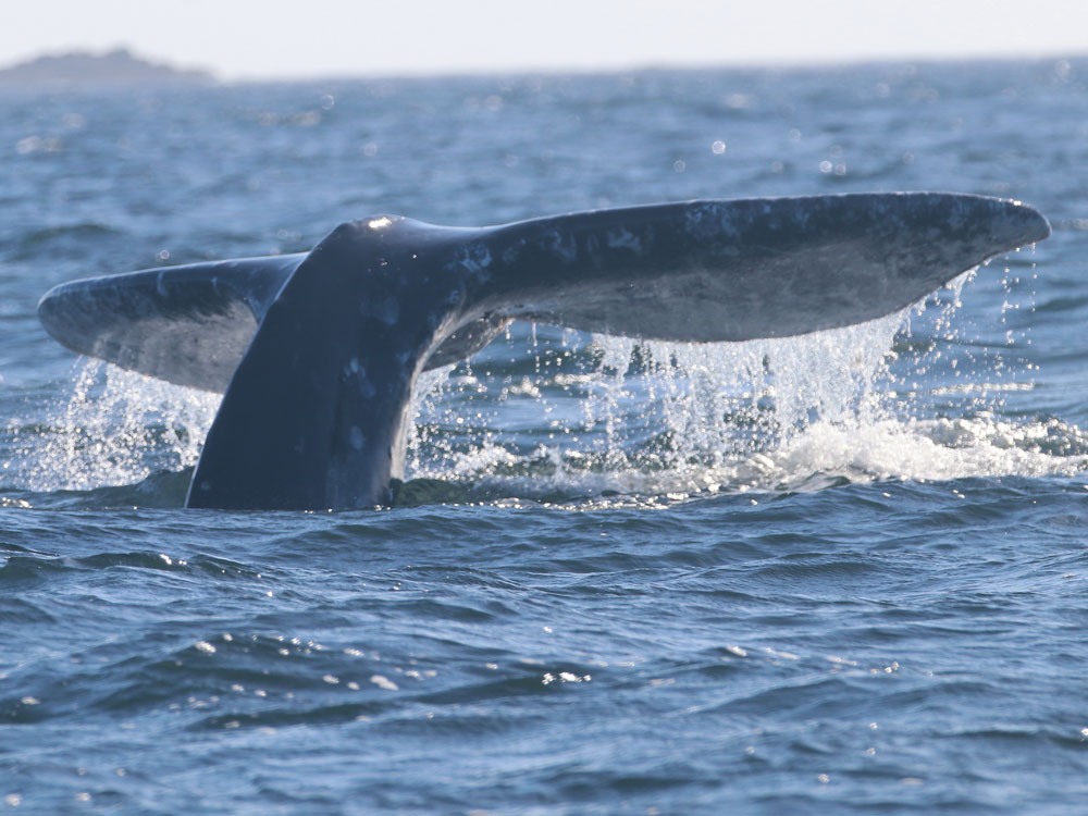 Gray Whale Tail. Photo: Susanne Hintzen
