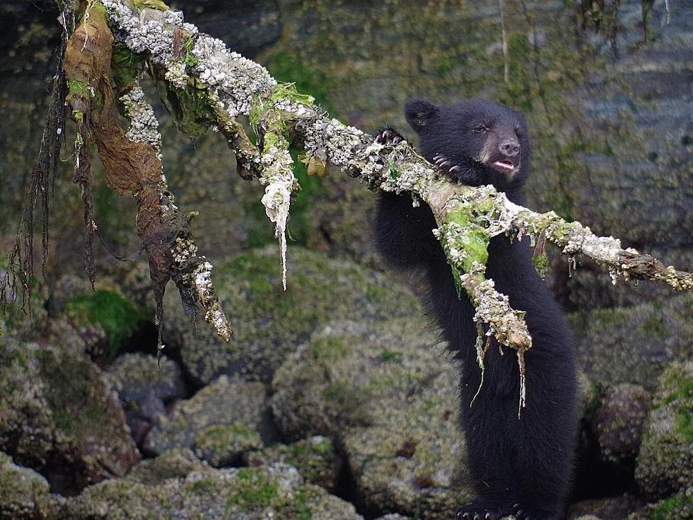 Black Bear Cub. Photo: Ron L'Amoureux