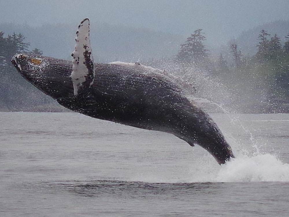 Humpback Whale. Photo: Ron L'Amoureux