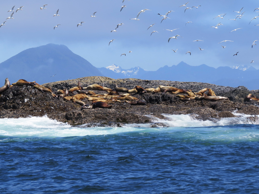 Seal Rock. Photo: Geoff Brinkhaus