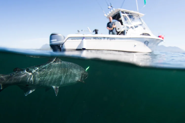 Deep sea fishing off the Tofino coast.