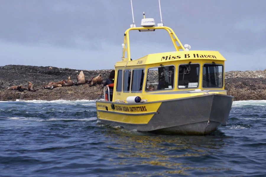 One of our covered vessel whale watching boats with guests looking at sea lions.