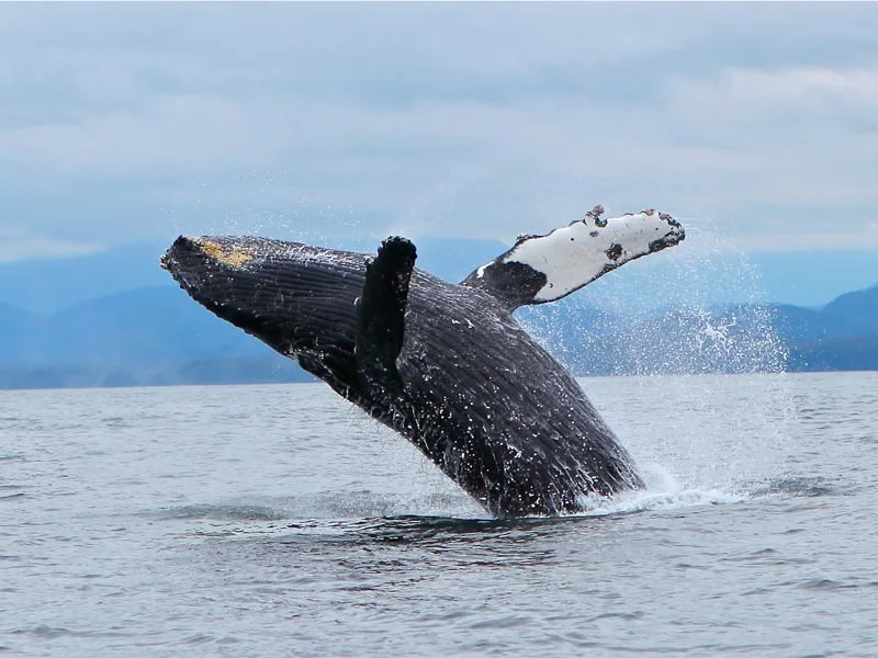 breaching-humpback-whale-tofino.jpg