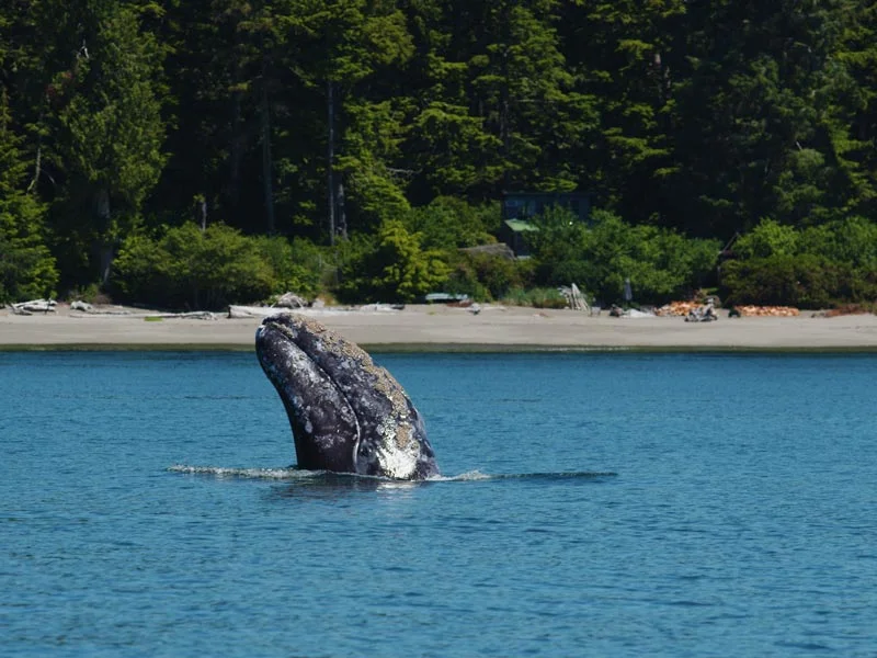 grey-whale-spyhopping-tofino-cove.jpg