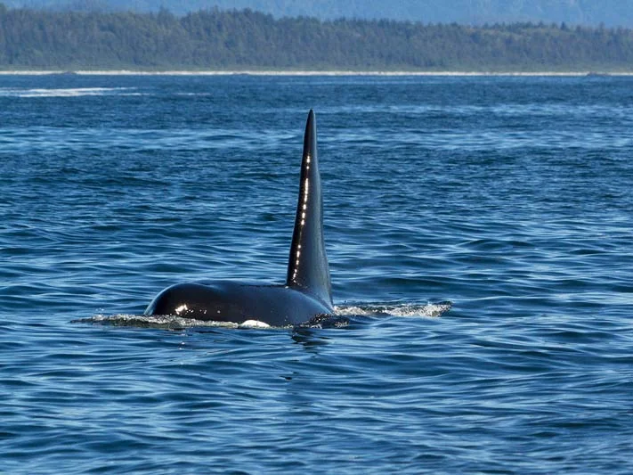 killer-whale-dorsal-fin.jpg