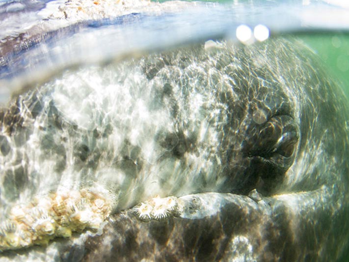 grey-whale-close-up-tofino.jpg