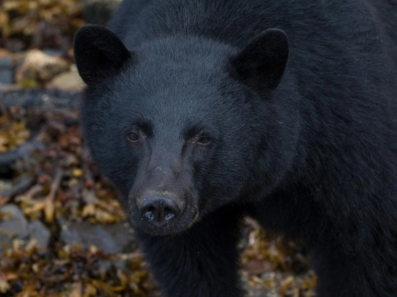 bear-watching-covered-boat-1.jpg