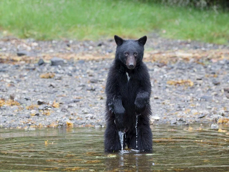 bear-watching-zodiac-boat-1.jpg