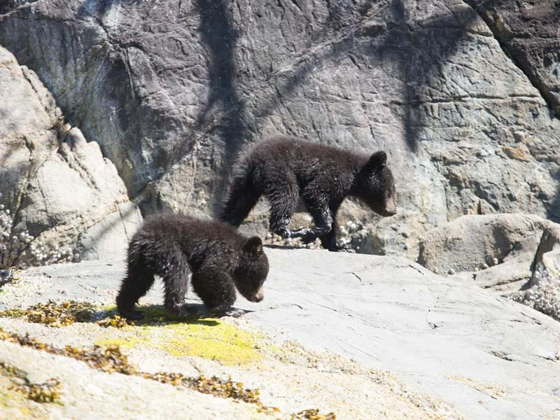 bear-watching-zodiac-boat-2.jpg