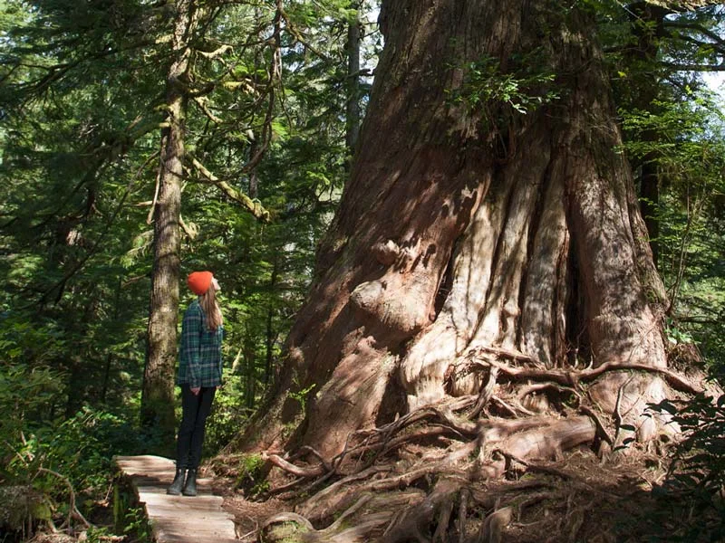 Big-Tree-Trail-Tofino-6.jpg