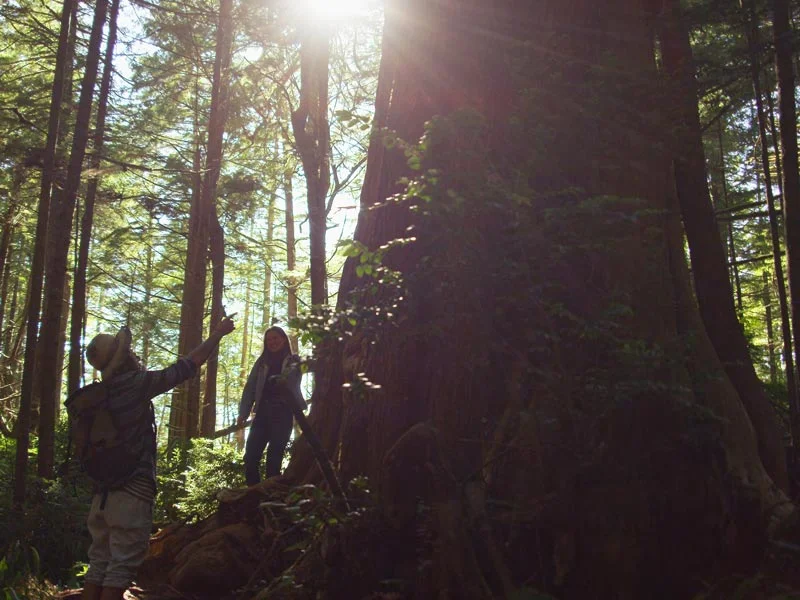 Big-Tree-Trail-Tofino-9.jpg