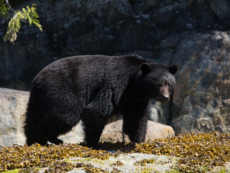 Kayak-tour-tofino-8.jpg