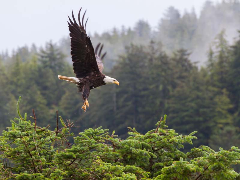 Kayak-tour-tofino-10.jpg