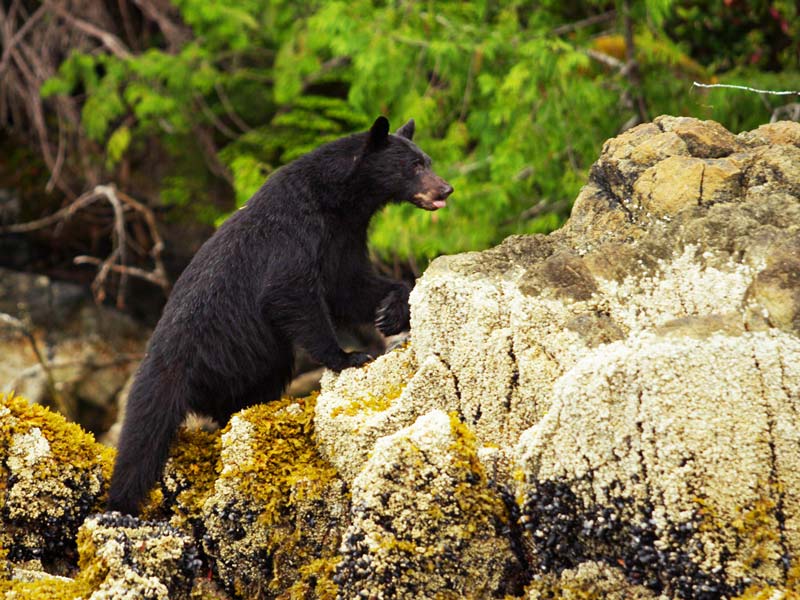 bear-watching-tofino-ultimate-adventure.jpg