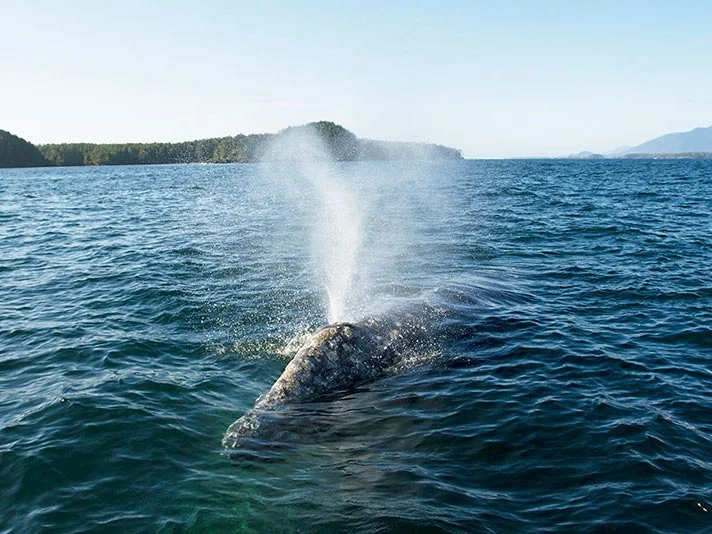 Gray whale spout for a group of Tofino whale watchers