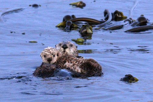 sea-otters-clayoquot-sound-boat-tour.jpg