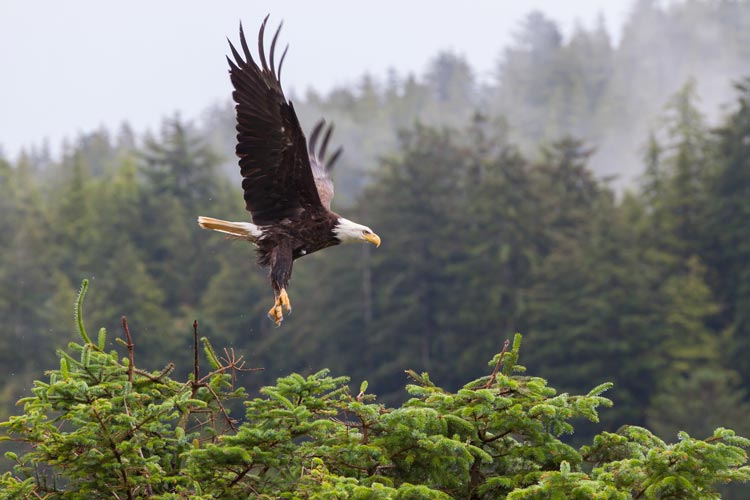 bald-eagle-tofino-bc.jpg
