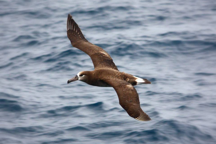 tofino-birding-image.jpg