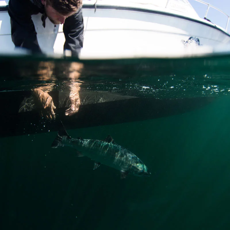 A happy guest releasing a big Chinook Salmon from our fishing boat.
