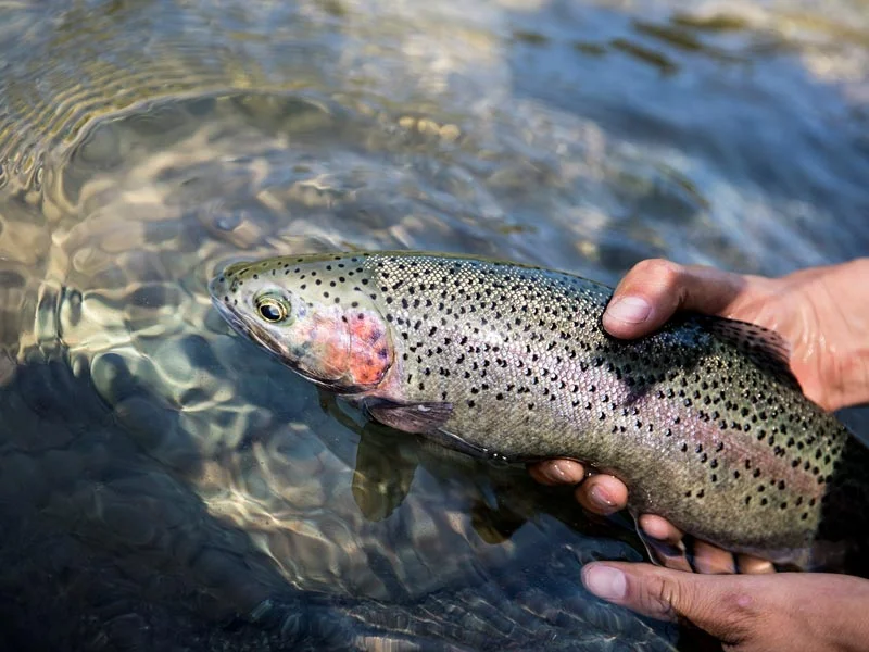 Our guide holding an alpine rainbow trout in a river near Clayoquot Sound.